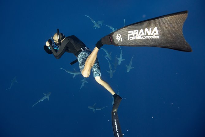 Dive with Sharks in Hawaii: Shark Tour from Haleiwa - Comfort and Boat Practicalities: What to Expect Onboard
