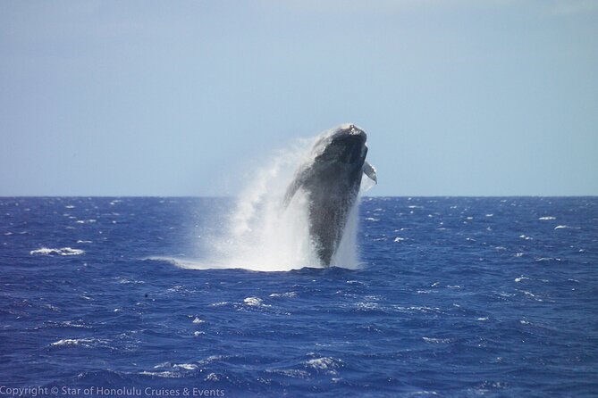 Early Bird Whale Watching Cruise from Waikiki - Key points to know before you go
