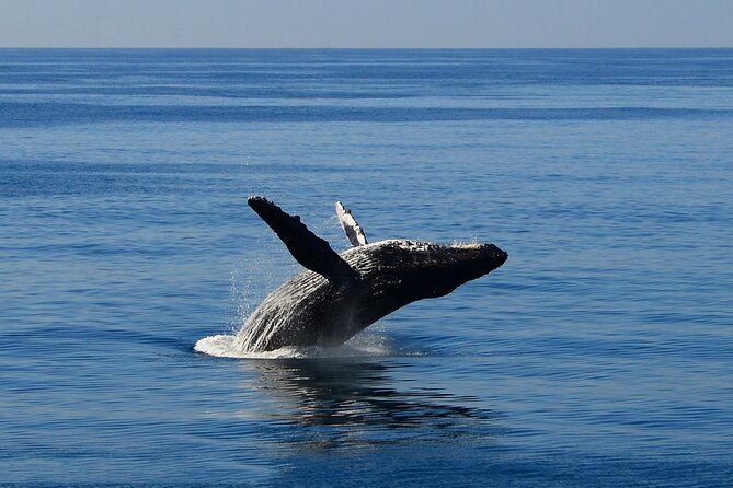 Early Bird Whale Watching Cruise from Waikiki - Star of Honolulu comfort: decks, stabilizers, and live naturalist talk