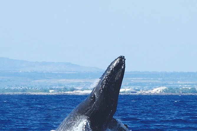 Early Bird Whale Watching Cruise from Waikiki - Whale watching timing on a two-hour cruise: what to expect