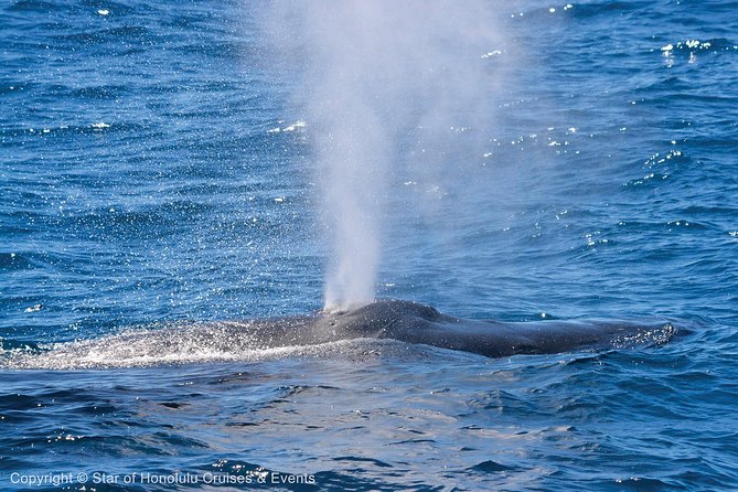 Early Bird Whale Watching Cruise from Waikiki - Stop-on-the-water reality: Star of Honolulu’s whale hunt and how the ship works