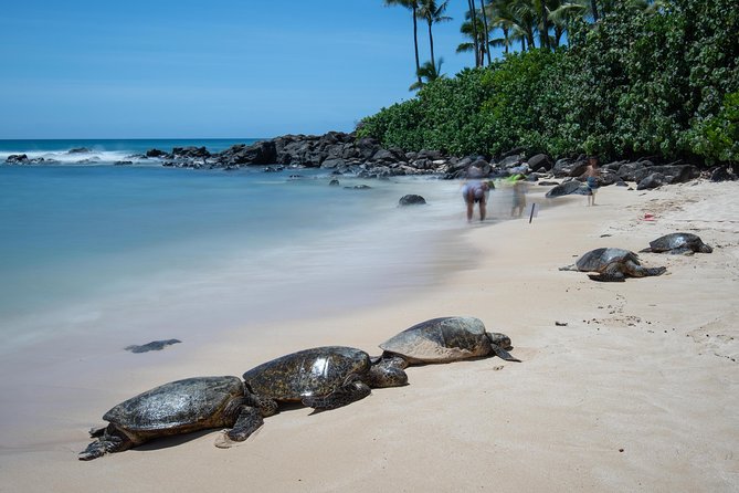 First Day Must: Oahu Sunrise & Circle Island Adventure - Byodo-In Temple: a photo stop with cultural context