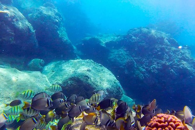 First-Time Scuba Diving in Honolulu + Free Videos - Key highlights worth your attention