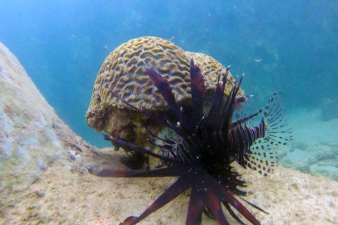 First-Time Scuba Diving in Honolulu + Free Videos - Stop 2: Ala Moana Beach Park and the best chance to spot marine life