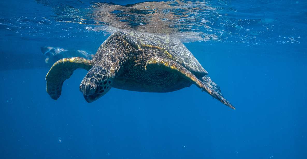 From Waikiki: Turtle Canyon Snorkeling Tour - Key points
