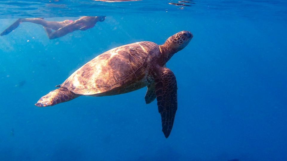 From Waikiki: Turtle Canyon Snorkeling Tour - The two short cruises from Waikiki: what those 15 minutes are for