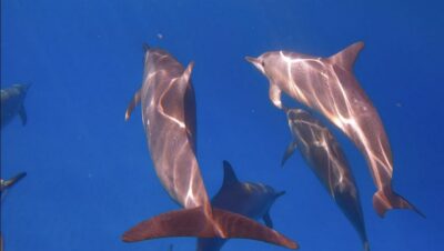 From Waikiki: Turtle Canyon Snorkeling Tour - Meeting at Island Splash Tours and getting sorted without stress
