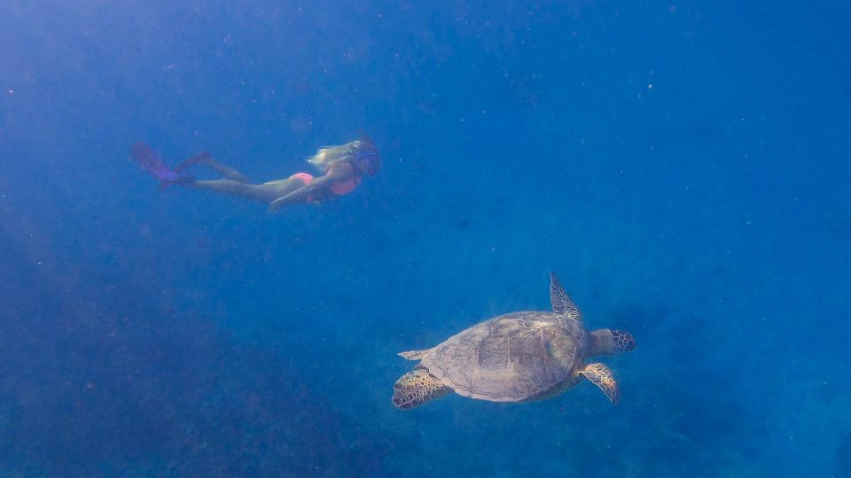 From Waikiki: Turtle Canyon Snorkeling Tour - How the $77 price works: value in small-group time and included gear