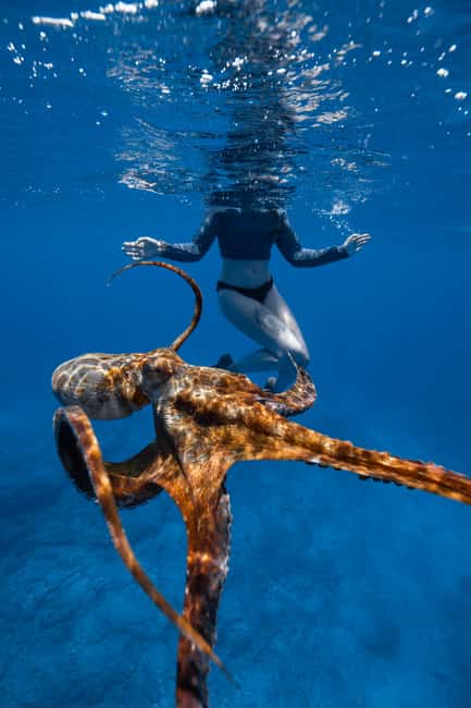 From Waikiki: Turtle Canyon Snorkeling Tour - The bottom line: should you book Turtle Canyon from Waikiki?