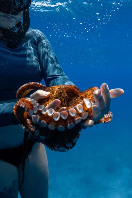 From Waikiki: Turtle Canyon Snorkeling Tour - FAQ