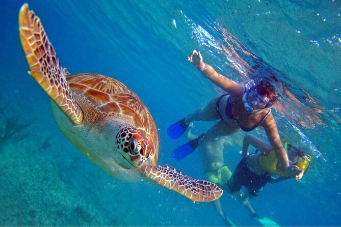Full Day Oahu Circle Island -Turtle Beach Snorkel at North Shore - Key Things That Make This Tour Work