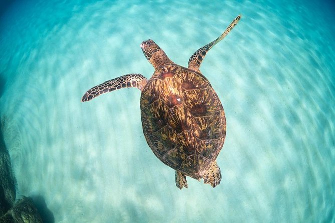 Full Day Oahu Circle Island -Turtle Beach Snorkel at North Shore - Getting Out of Waikiki Fast: Pickup Timing and What You’ll Actually Do