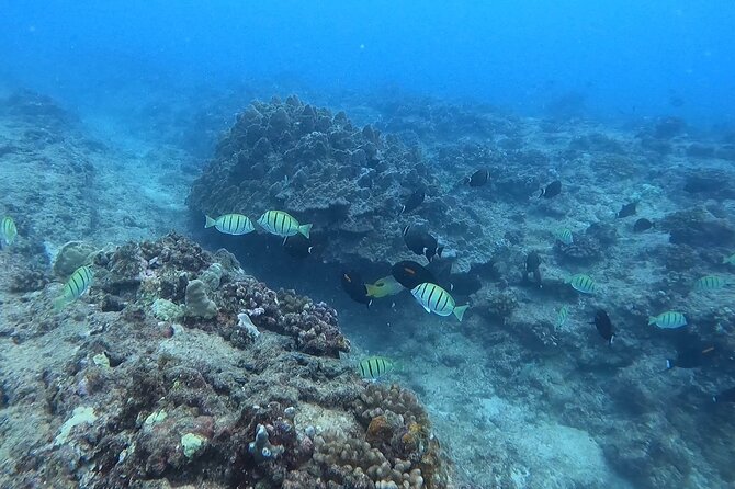 Guided Snorkel Tour for Beginners in Honolulu - Why this Honolulu beginner snorkel feels like a smart first step