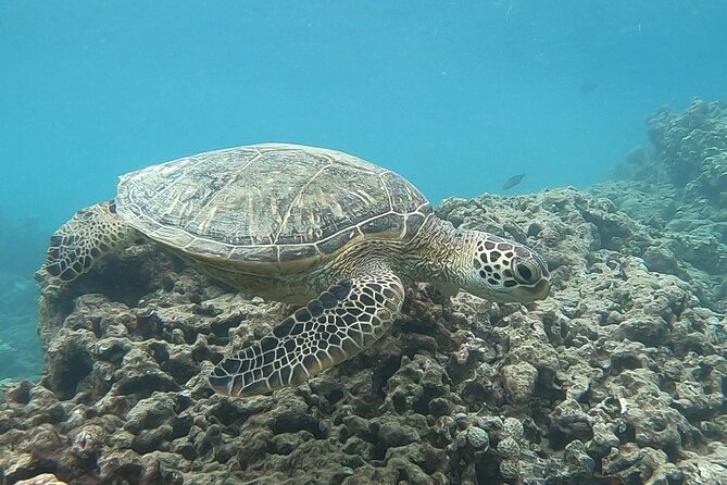Hanauma Bay Guided Snorkeling Tour with Transportation - Transportation: What the Waikiki pickup actually does for you