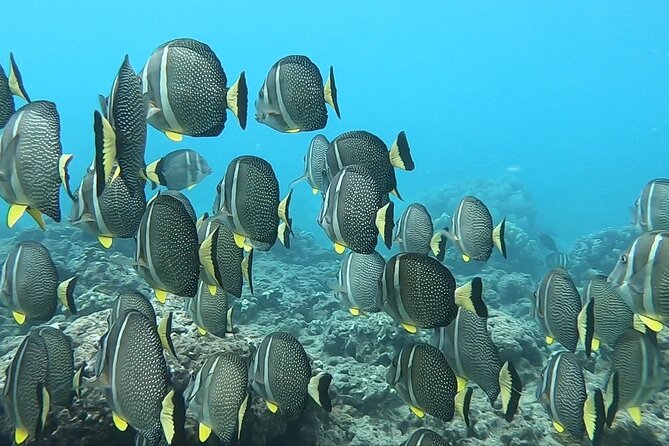 Hanauma Bay Guided Snorkeling Tour with Transportation - The Hanauma Bay snorkeling time: what you’re going for