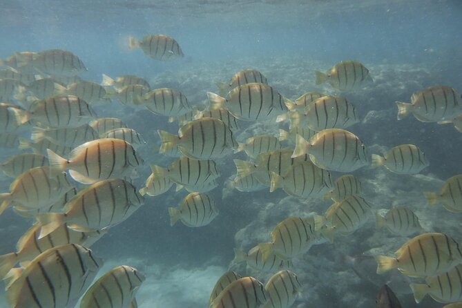 Hanauma Bay Guided Snorkeling Tour with Transportation - Your guide: small-group coaching makes the difference