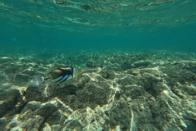 Hanauma Bay Guided Snorkeling Tour with Transportation - Timing choices: morning or later slot at Hanauma