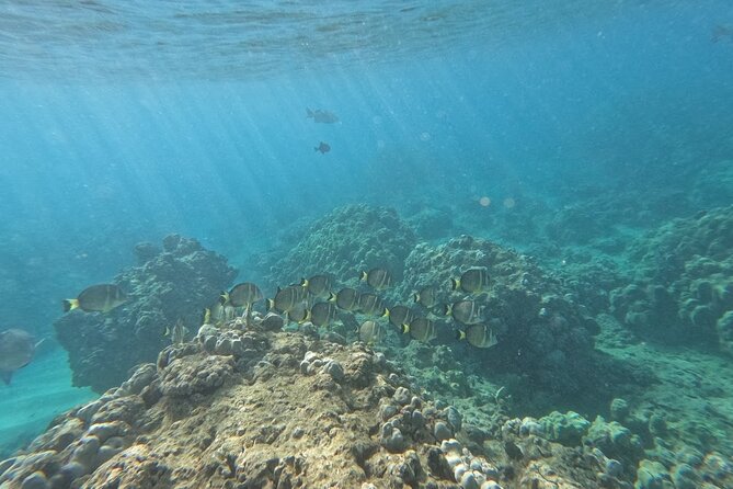 Hanauma Bay Guided Snorkeling Tour with Transportation - Price and value: is $115 a good deal?