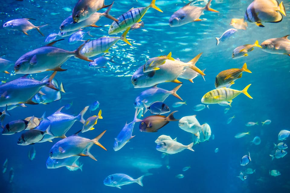 Honolulu: Glass Bottom Boat Tour along Oahu's South Shore - Key highlights worth your attention