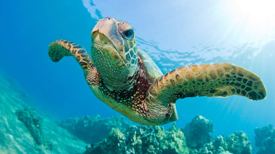 Honolulu: Glass Bottom Boat Tour along Oahu's South Shore - Views from the water: Waikiki, Diamond Head, and the south shore perspective