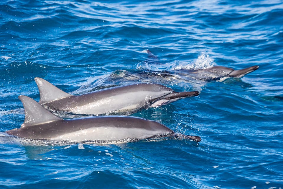 Honolulu: Glass Bottom Boat Tour along Oahu's South Shore - Should you book this Honolulu glass-bottom boat tour?