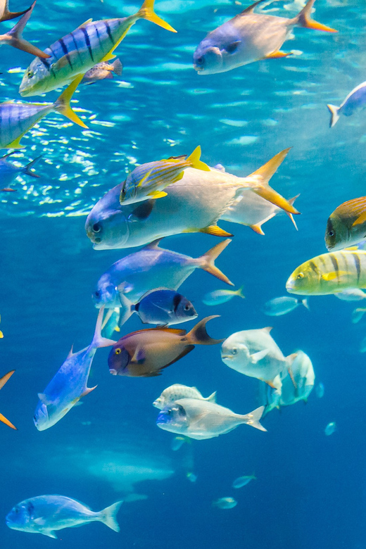 Honolulu: Glass Bottom Boat Tour along Oahu's South Shore - The underwater show: reefs, shipwreck, and the animals you can actually spot