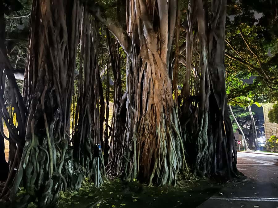 Honolulu Haunts: Ghosts and Spirits Walking Tour - Respect matters: haunted ground doesn’t mean disrespect