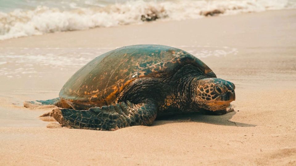 Honolulu: Highlights of Oahu Small Group Tour - Key highlights you’ll actually feel