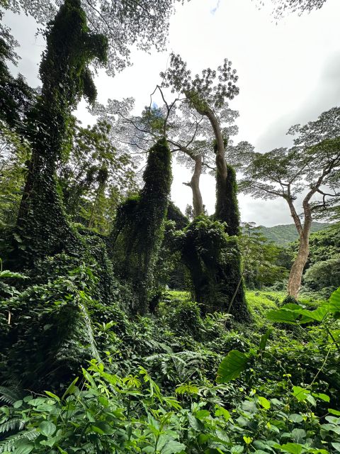 Honolulu: Highlights of Oahu Small Group Tour - The calm farm break: macadamia nuts and Chinamans Hat