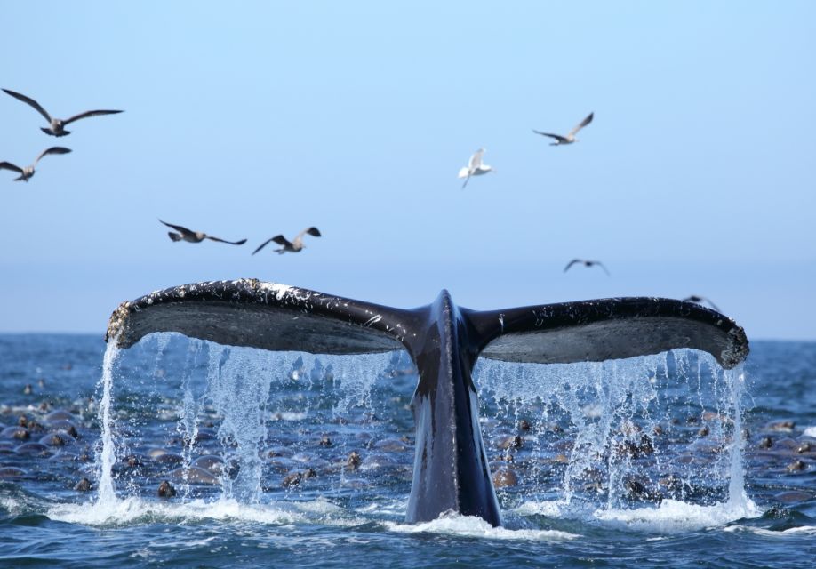 Honolulu, Oahu: Waikiki Whale Watching Cruise - Key Things That Make This Cruise Worth Your Time