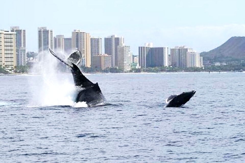 Honolulu, Oahu: Waikiki Whale Watching Cruise - Ocean Intrigue on the Water: Why the Boat Setup Matters