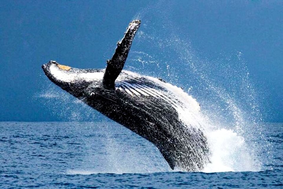 Honolulu, Oahu: Waikiki Whale Watching Cruise - The 90-Minute Plan: What You’ll Do From Start to Finish