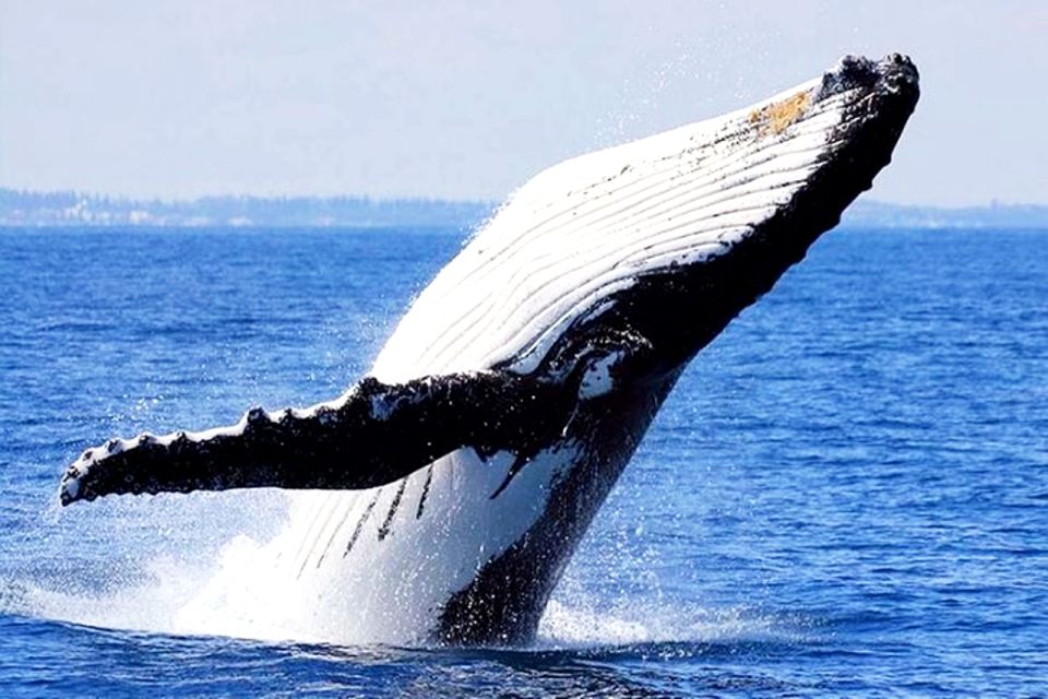Honolulu, Oahu: Waikiki Whale Watching Cruise - Price and Value: Is $39 a Smart Deal?
