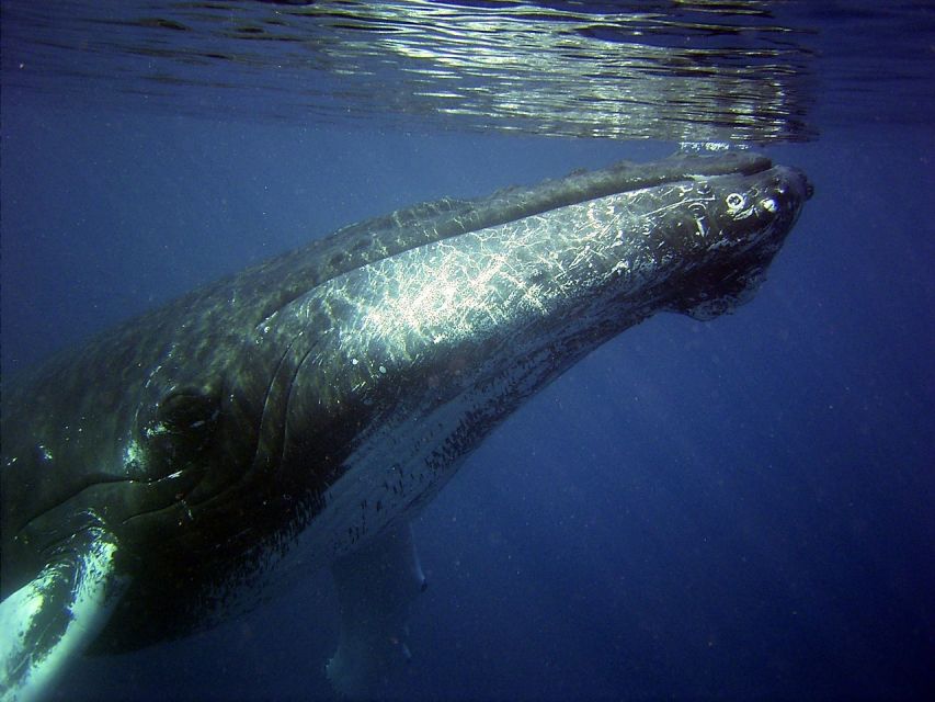 Honolulu, Oahu: Waikiki Whale Watching Cruise - Dec–Apr Humpbacks: When to Book for the Best Odds