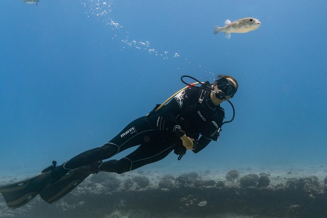Incredibly Fun Coral Reef Giant Sea Turtles 4hour Boat Scuba Tour - The 4-hour reality: what the day feels like