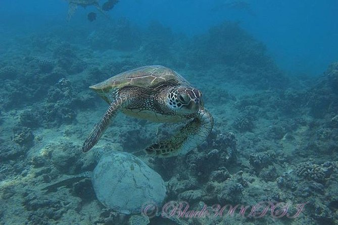 Incredibly Fun Coral Reef Giant Sea Turtles 4hour Boat Scuba Tour - Price and value: when $299 feels fair