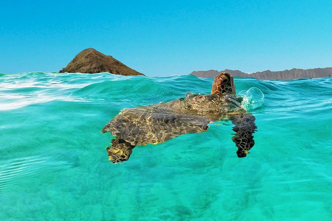 Kailua Bay, Oahu: Epic Kayak and Snorkel to Islands - Guided vs self-guided: picking the style that fits your comfort