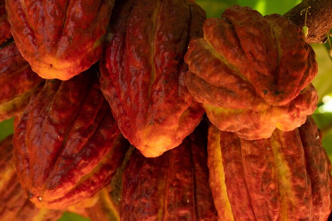 Kamananui Cacao Orchard Tour - Why a working cacao orchard feels different on Oahu