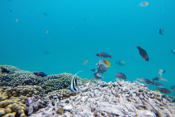 Kaneohe Sandbar Snorkeling Tour - 1st Tour - Snorkeling the Lagoon for Turtles: The Guide Makes It Work