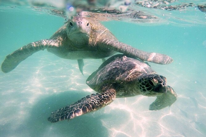 Kaneohe Sandbar Snorkeling Tour - 1st Tour - Snacks, Soft Drinks, and the Bare Minimums You Should Plan For