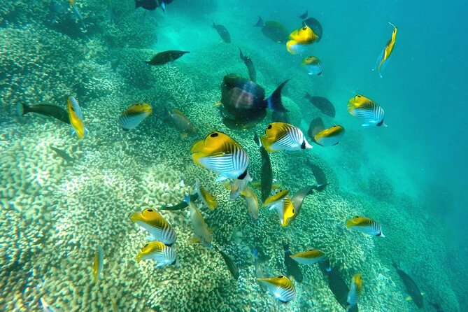 Kaneohe Sandbar Snorkeling Tour - 2nd Tour - Value and Price: Why This $158.86 Afternoons Works Better Than It Sounds