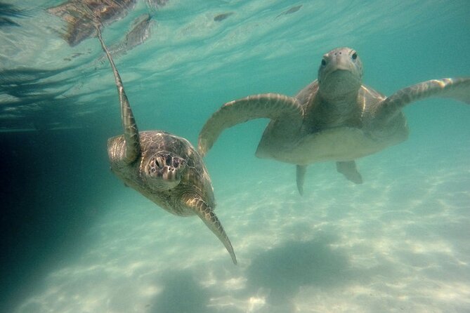 Kaneohe Sandbar Snorkeling Tour - 2nd Tour - Who This Tour Fits Best (and Who Might Want a Different Plan)