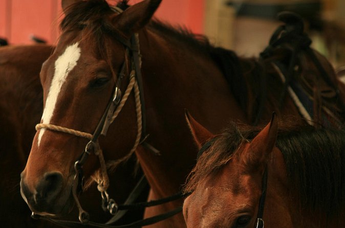 Kualoa Ranch - Horseback Walking Tour - Price and what you’re paying for at $173.74