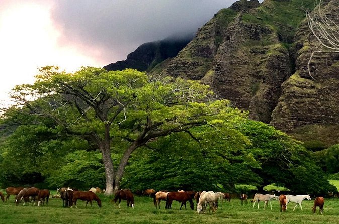 Kualoa Ranch - Horseback Walking Tour - Timing and weather: the real-world factor