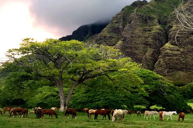 Kualoa Ranch: Novice E-Bike - Small Group Size: Why Max 8 Riders Feels Better