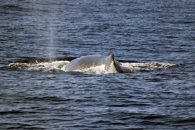 Luxury Snorkel Cruise, Local Buffet with Whale & Dolphin Watch - Onboard Comfort: Showers, Restrooms, and the Catamaran Feel
