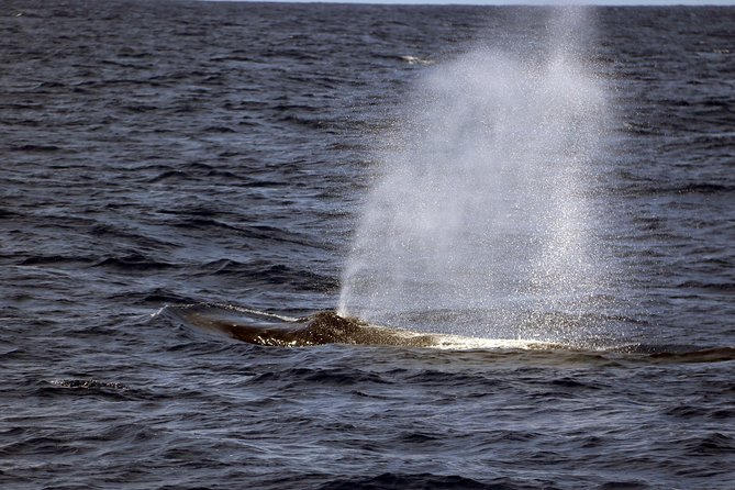 Luxury Snorkel Cruise, Local Buffet with Whale & Dolphin Watch - The Hawaiian Buffet and Drinks: What’s Included and How to Plan Around It