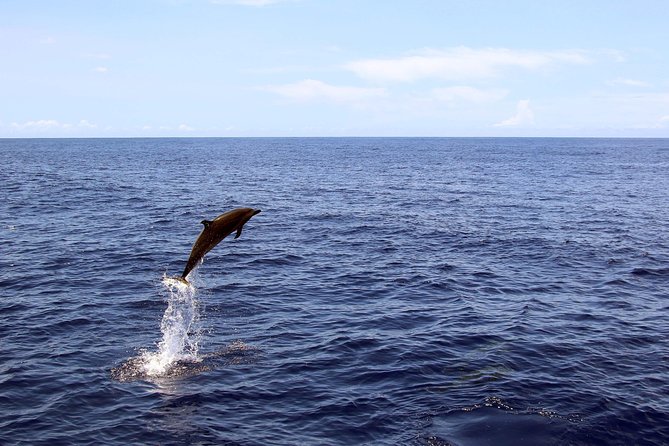 Luxury Snorkel Cruise, Local Buffet with Whale & Dolphin Watch - Who This Snorkel Cruise Is Best For