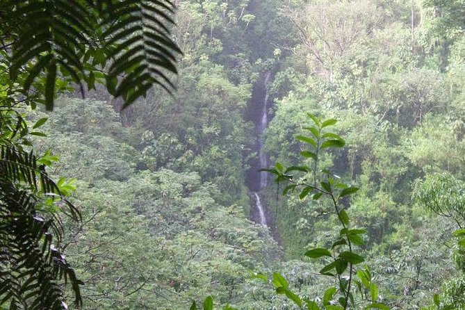 Manoa Falls Rainforest & Self-Guided Hike - Key highlights that actually matter