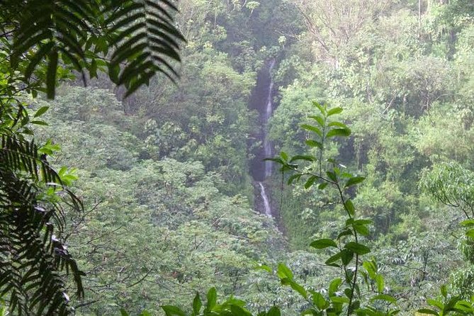 Manoa Falls Rainforest & Self-Guided Hike - Getting to Manoa Falls from Waikiki: shuttle convenience vs self-parking